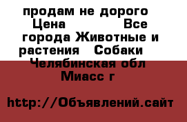 продам не дорого › Цена ­ 10 000 - Все города Животные и растения » Собаки   . Челябинская обл.,Миасс г.